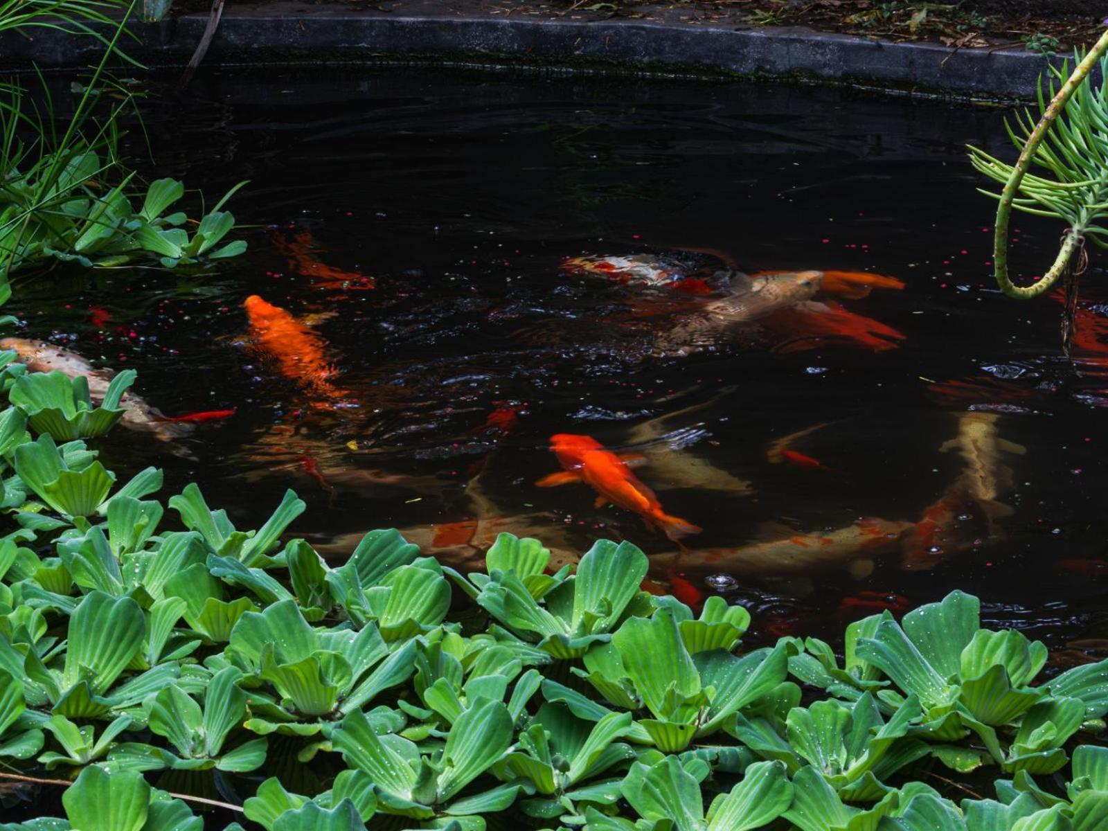 Muckleneuk Manor Hotel Pretoria Ngoại thất bức ảnh